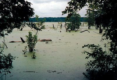 ac-bayou-st-martin.jpg, 27K