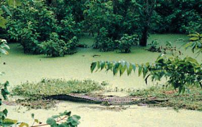 ad-ali-the-gator.jpg, 26K